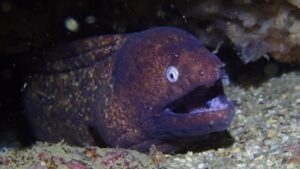 White eye Moray