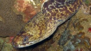 Whitelip Moray