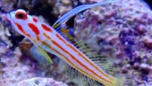 Whiteray Shrimp Goby