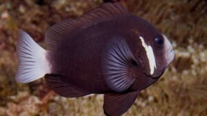 Whitesnout Clownfish