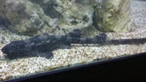 Whitespotted Bamboo Shark