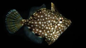 Whitespotted Pygmy Filefish