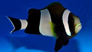 Wide Band Clownfish