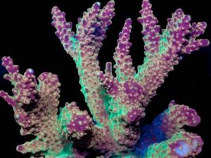 Willy Wonka Signature Acro