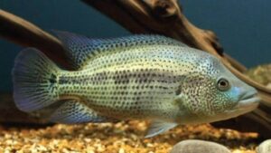 Wolf Cichlid