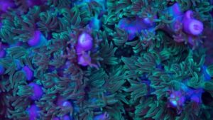 Woolly Green Acropora