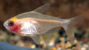 XRay Pristella Tetra