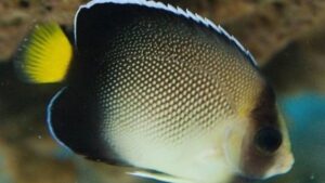 Xanthurus Cream Angelfish