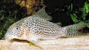 Xingu corydoras