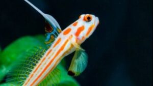 Yasha White Ray Shrimp Goby