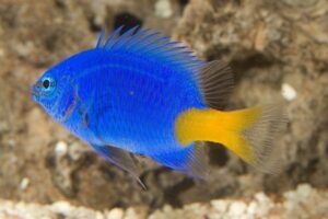 Yellowtail Damselfish