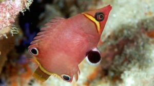 Yellow Banded Possum Wrasse