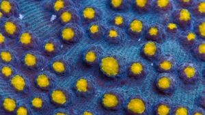 Yellow Bandit Chalice