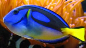 Yellow Belly Regal Blue Tang