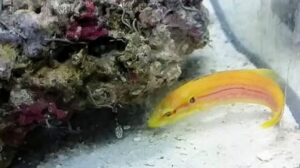 Yellow Candy Hogfish