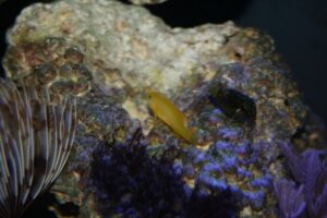 Yellow Clown Goby