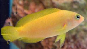 Yellow Dottyback