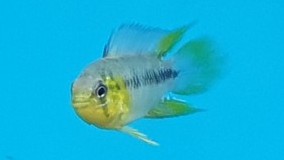 Yellow Dwarf Cichlid