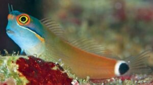 Yellow Eye Combtooth Blenny