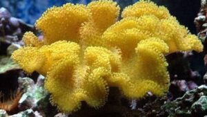 Yellow Fiji Leather Coral