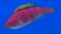 Yellow Fin Fairy Wrasse