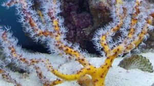 Yellow Finger Gorgonian