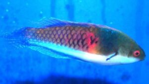 Yellow Flanked Fairy Wrasse