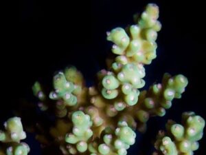 Yellow Fuzzy Acropora