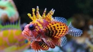 Yellow Fuzzy Dwarf Lionfish