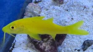 Yellow Goatfish