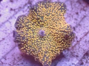 Yellow Interstellar Ricordea