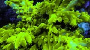 Yellow Jacket Acropora