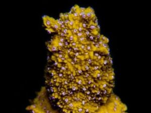 Yellow Lantana Monti