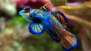 Yellow Mandarin Dragonet