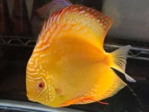 Yellow Marlboro Discus