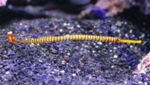 Yellow Multibanded Pipefish