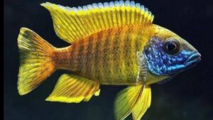 Yellow Peacock Cichlid