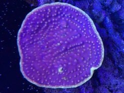 Yellow Rimmed Turbinaria