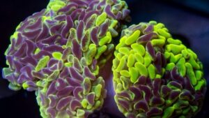 Yellow Splatter Hammer Euphyllia