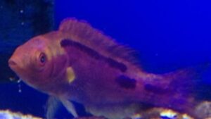 Yellow Streaked Fairy Wrasse