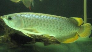 Yellow Tail Arowana