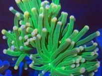 Yellow Tipped Green Torch Euphyllia