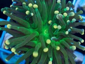 Yellow Tipped Torch Euphyllia