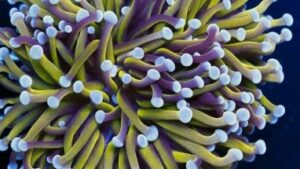 Yellow Torch Euphyllia