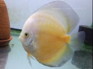 Yellow White Discus