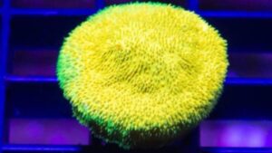 Yellow Yutz Psammocora