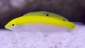 Yellow and Purple Wrasse
