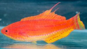 Yellow fin Flasher Wrasse