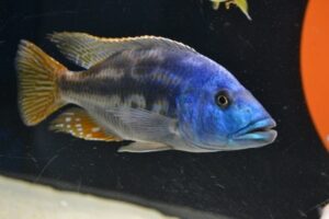 Yellowfin Borleyi Cichlid