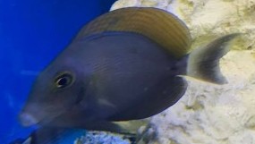 Yellowfin Tang
